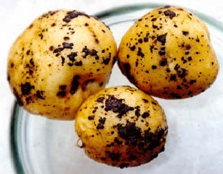 Через ризоктоніоз урожайність картоплі може знижуватись на 60%